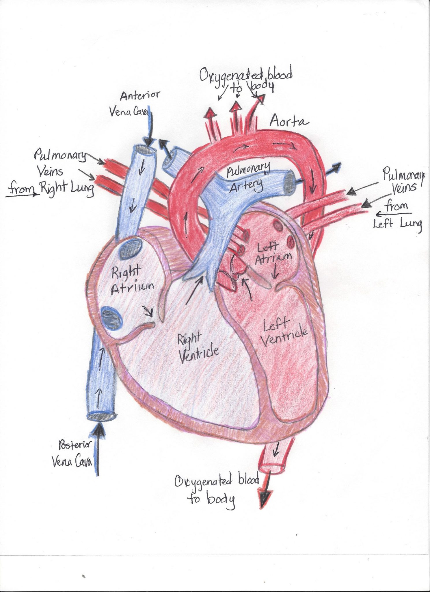 A Broken Heart: Cardiomyopathy – Human STEAM