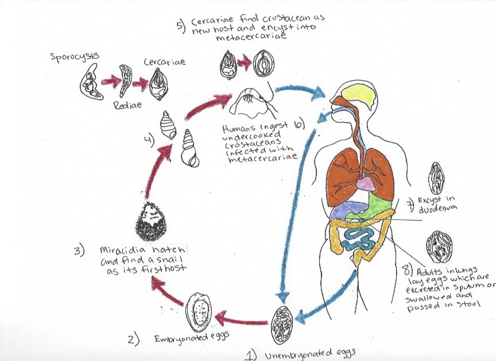 paragonimus-westermani-lung-fluke-infection-human-steam