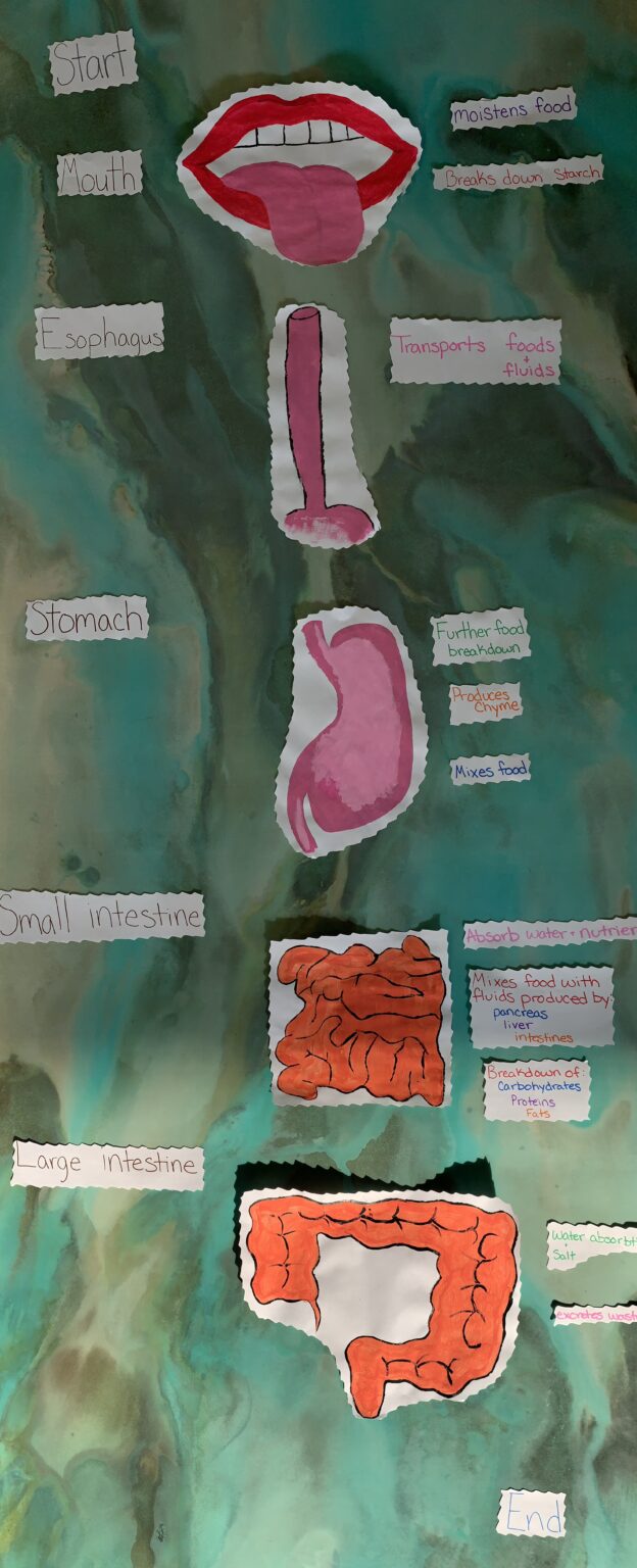 Pathway Of Food Through The Digestive System Human STEAM