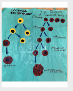Difference between a normal cell division and a cancerous cell division.