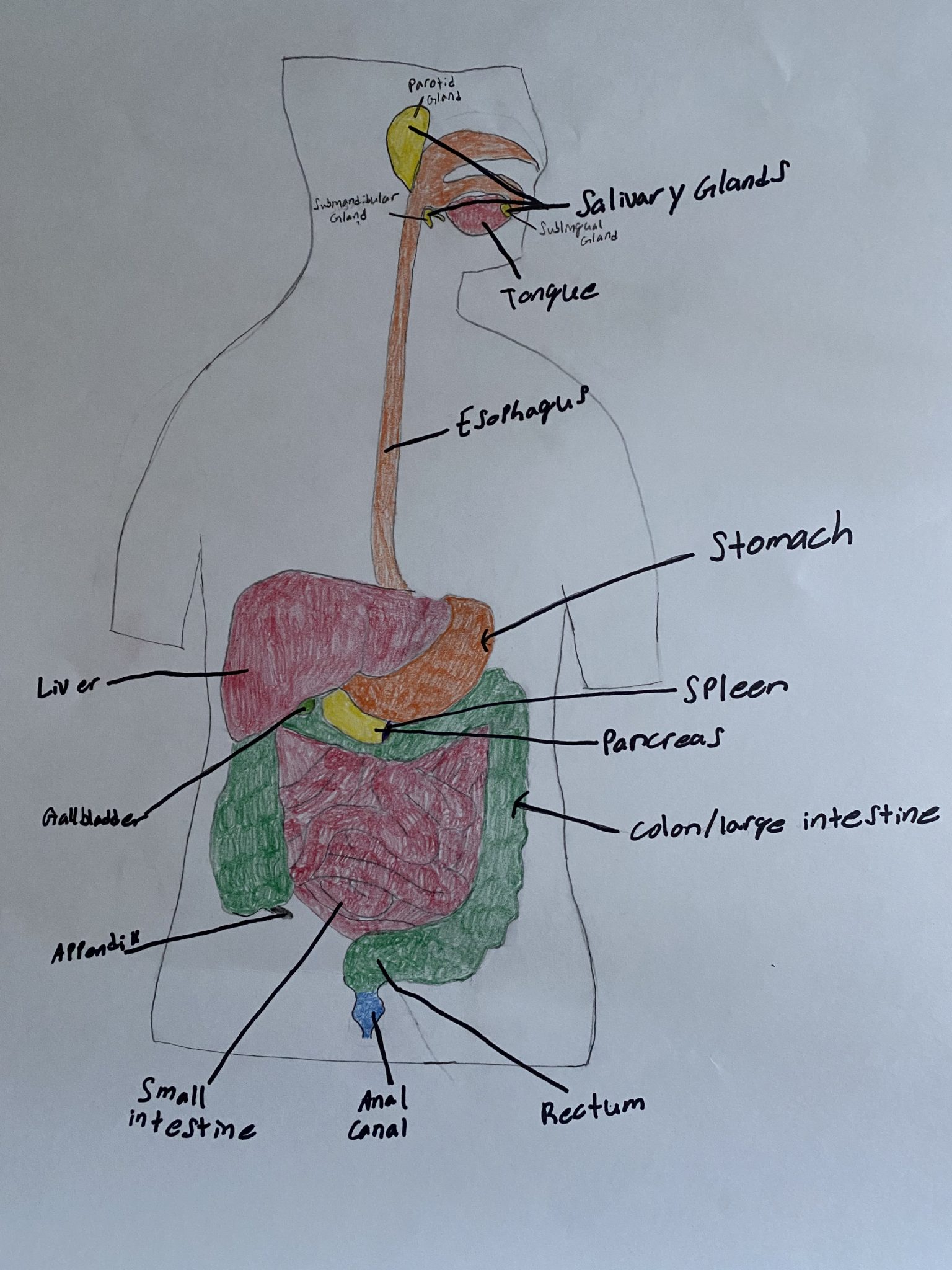 Digestive System – Human Steam