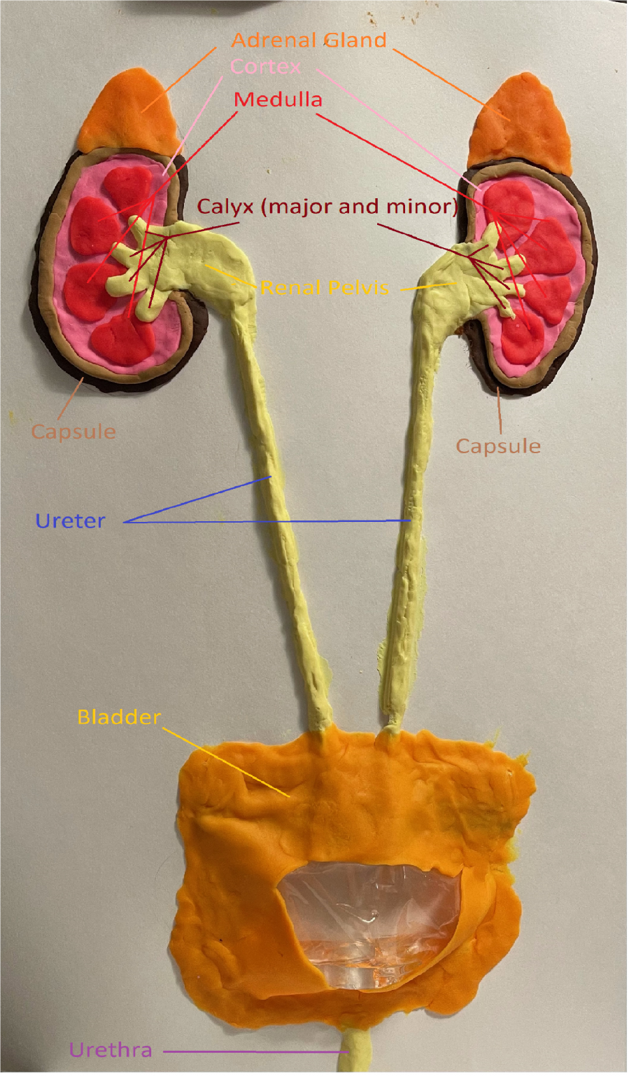 Diagram of the Renal System – Human STEAM