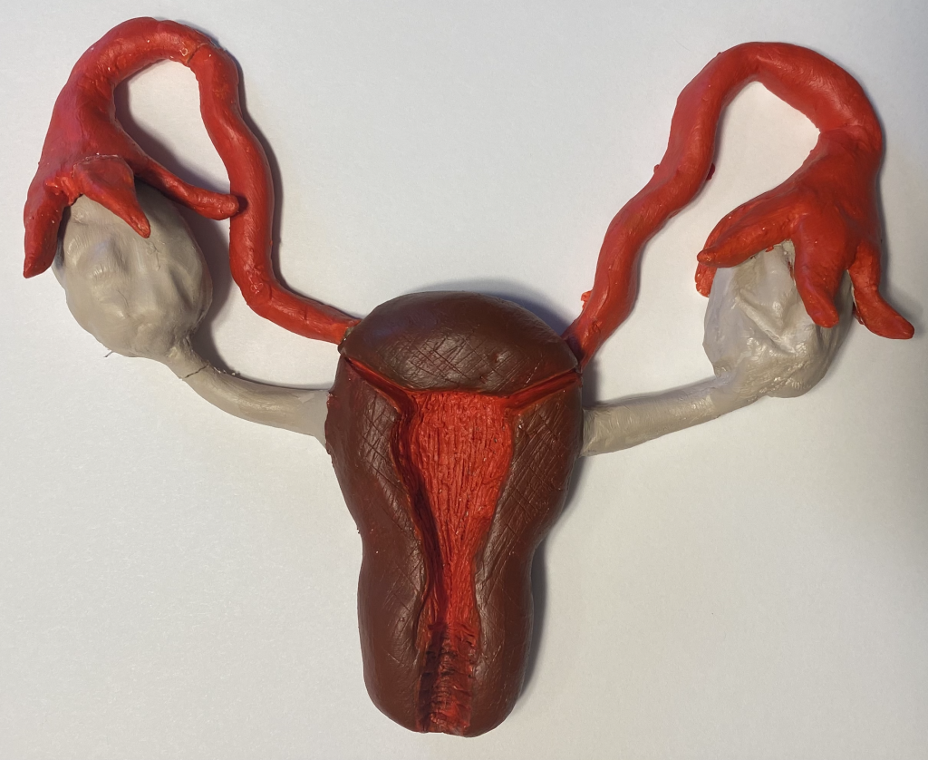 Anatomy Picture Of Female Reproductive System Detailed Female Reproductive System Medical 3348