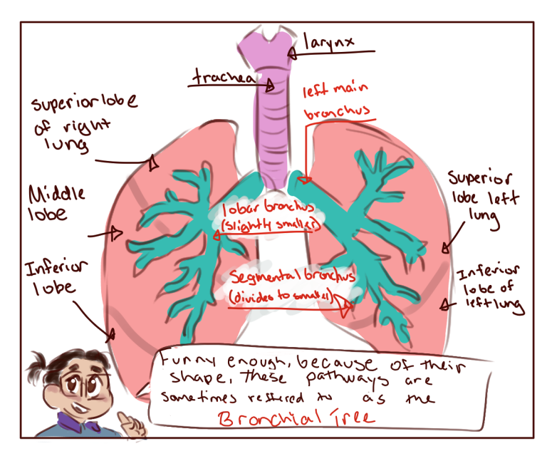 Bronchial Tree – Human STEAM