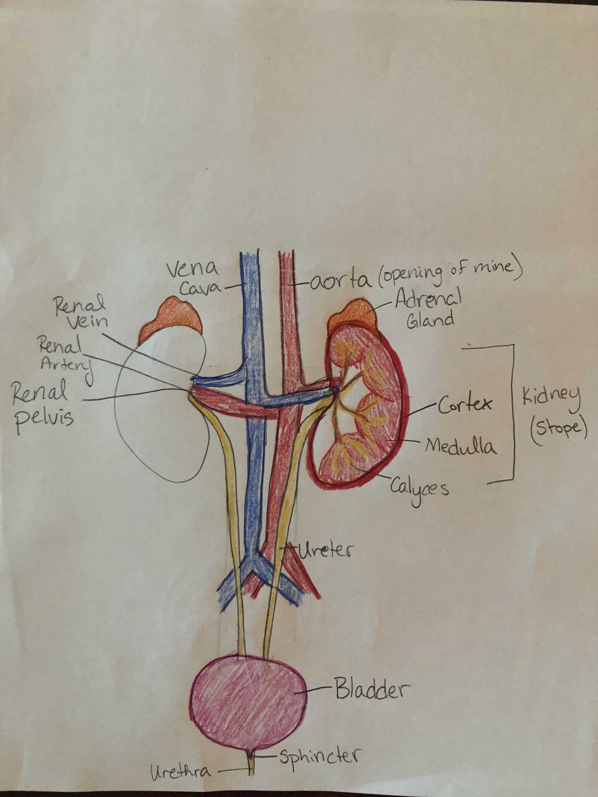 Mining into the Renal System