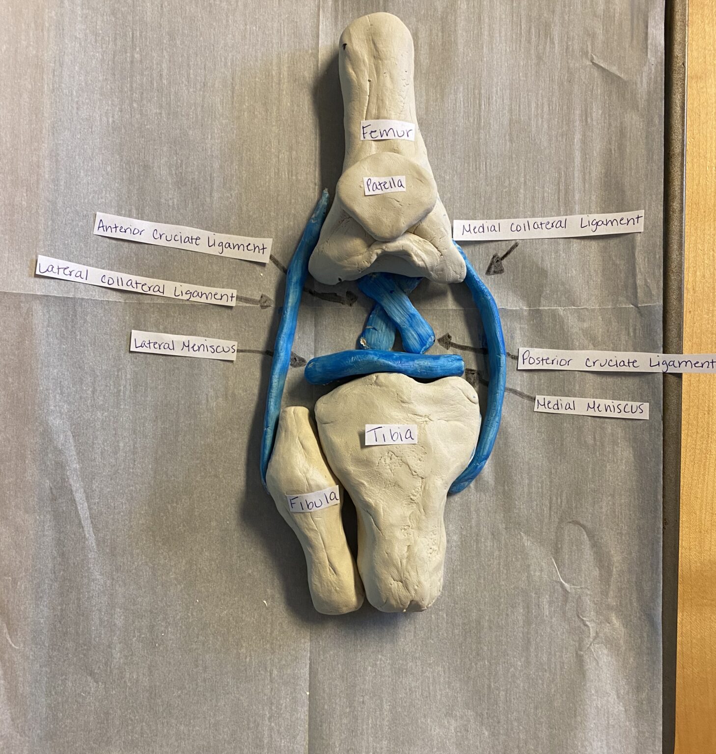 Structure And Function Of The Knee Joint Human Steam