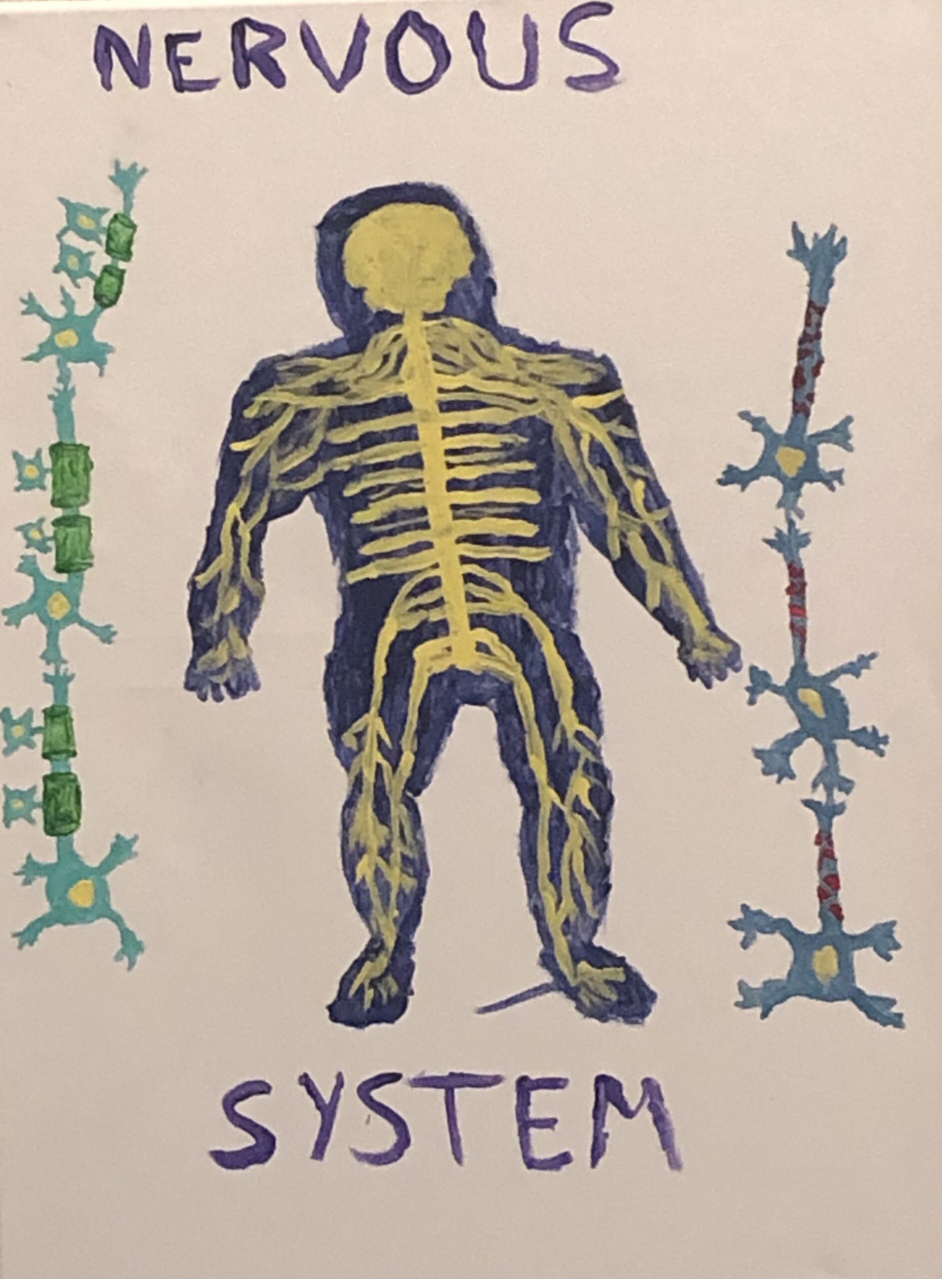 Nervous System STEAM Project