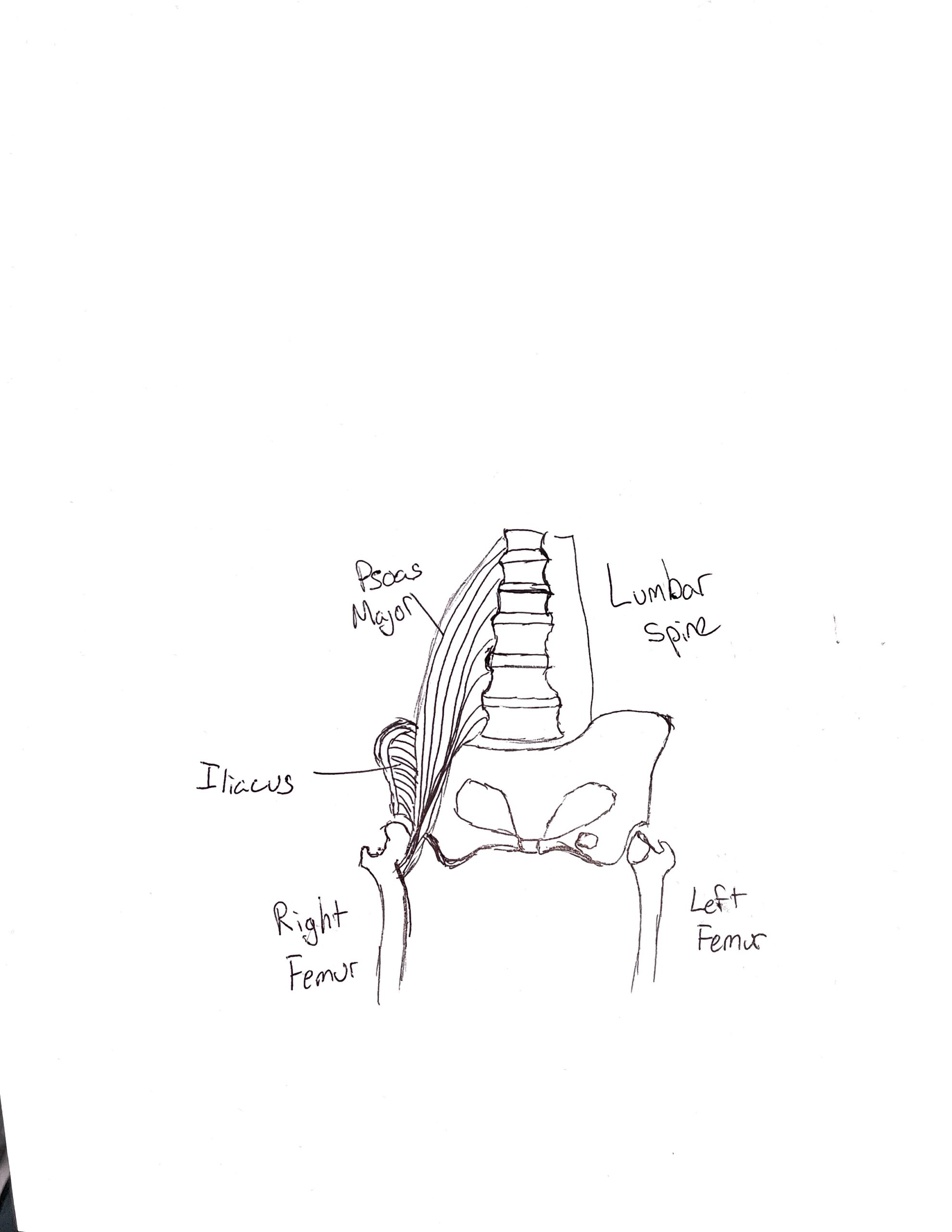 Psoas Major, the Femur, and Posture