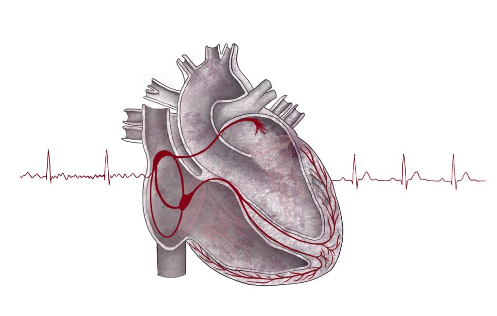 how to draw internal structure of human heart easily  YouTube