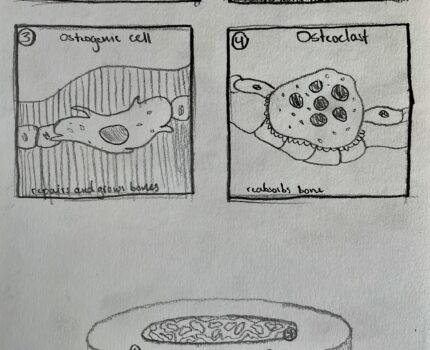 The Four Cells That Comprise Bone Tissue
