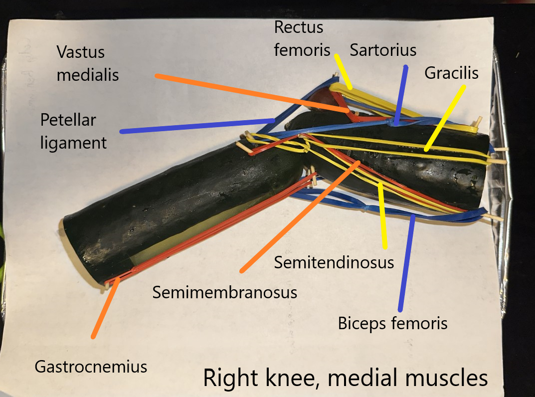 muscles-of-the-knee-joint-human-steam