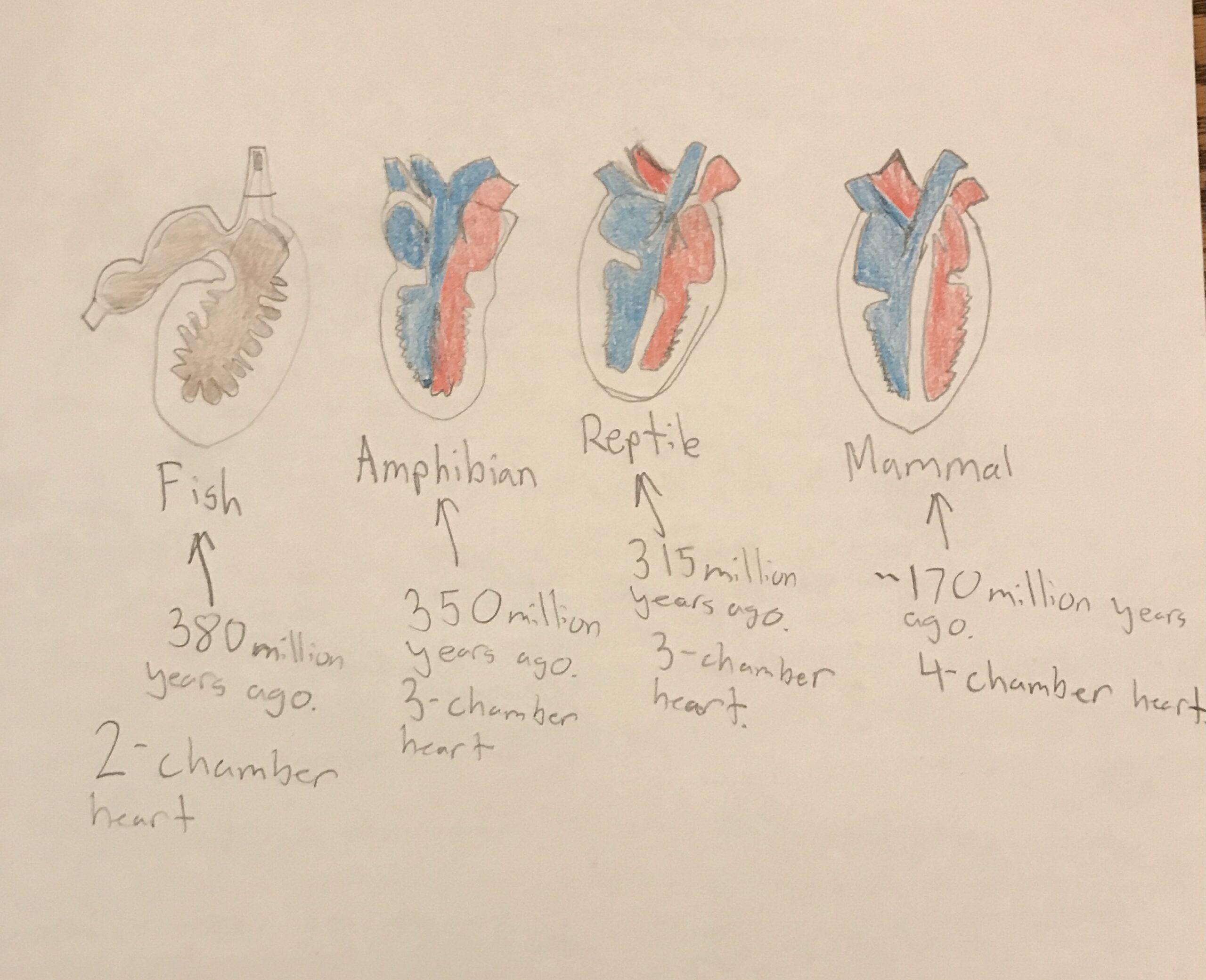 Evolution of the Heart
