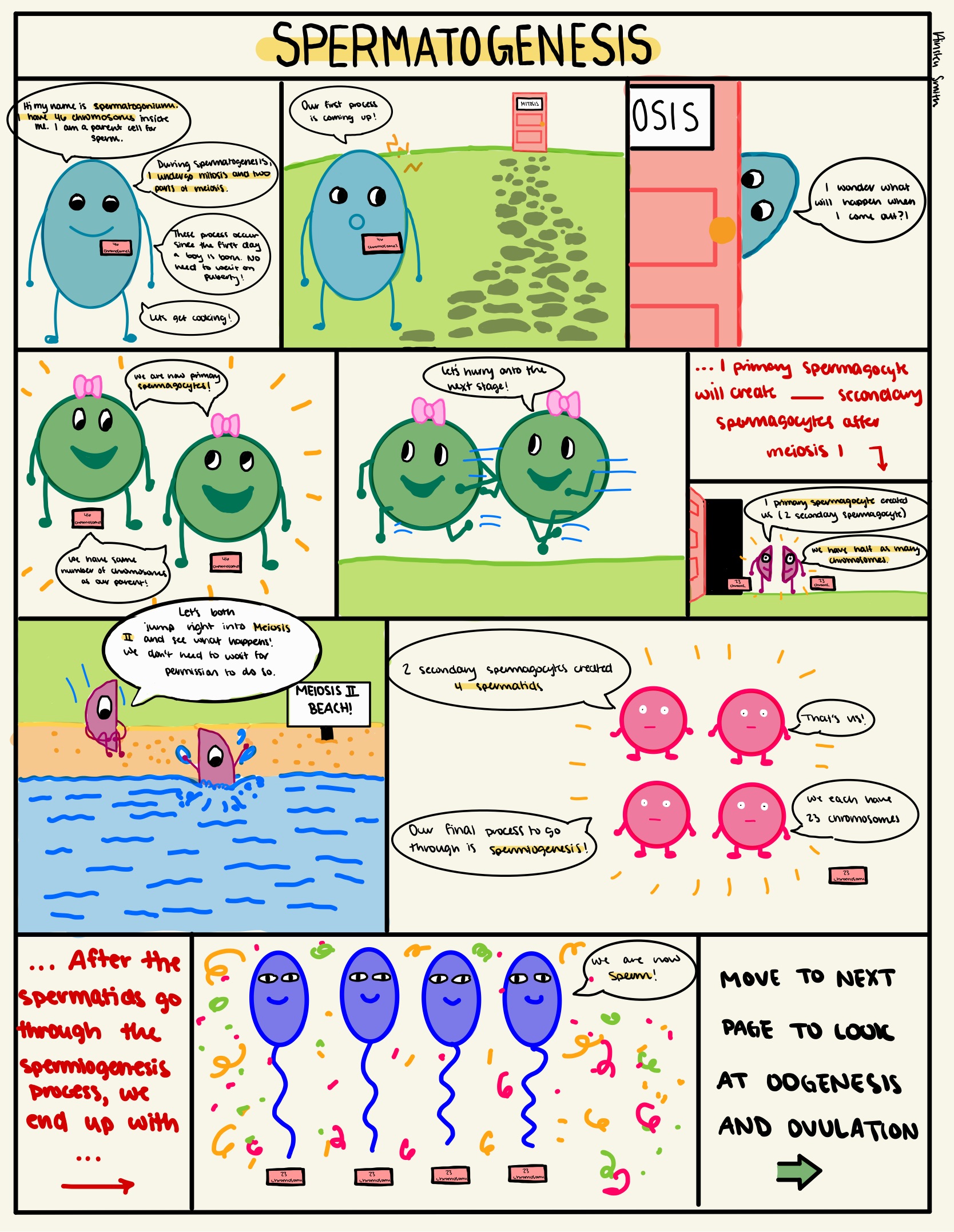 Ainsley Smith STEAM Project: Spermiogenesis vs. Ovulation/Oogenesis ...