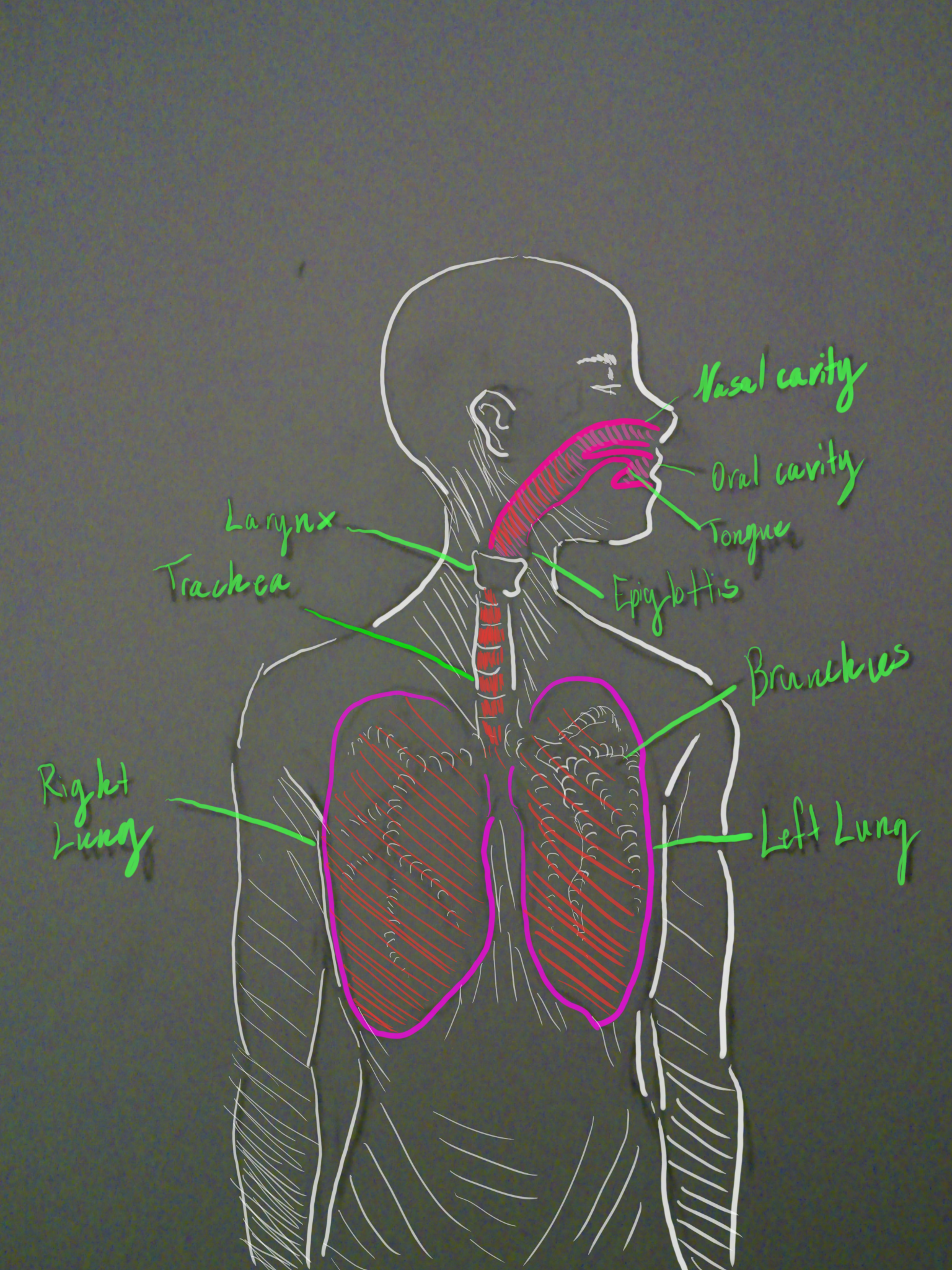 Asthma Causes and Effects