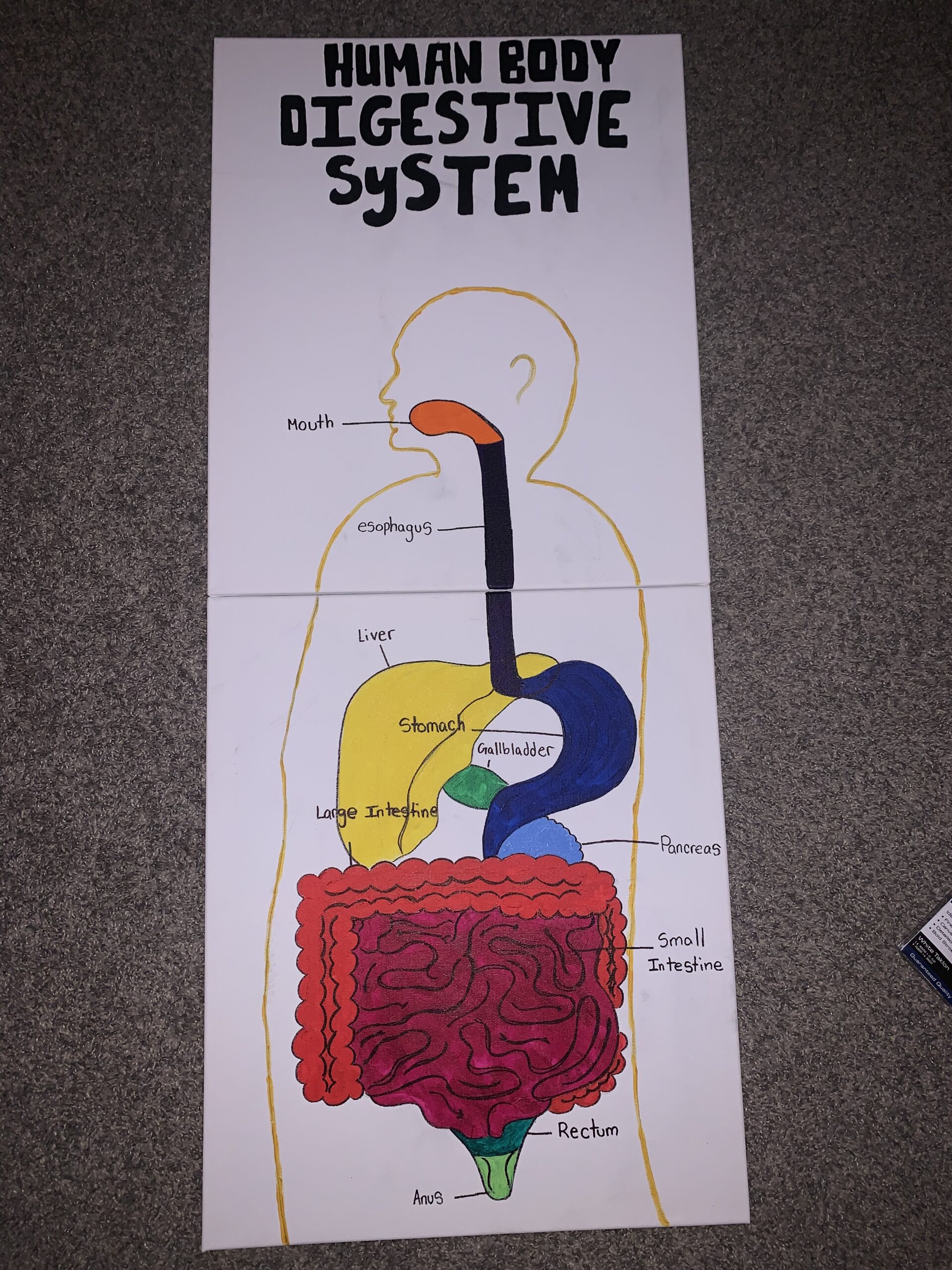 The Human Digestive System – Human STEAM