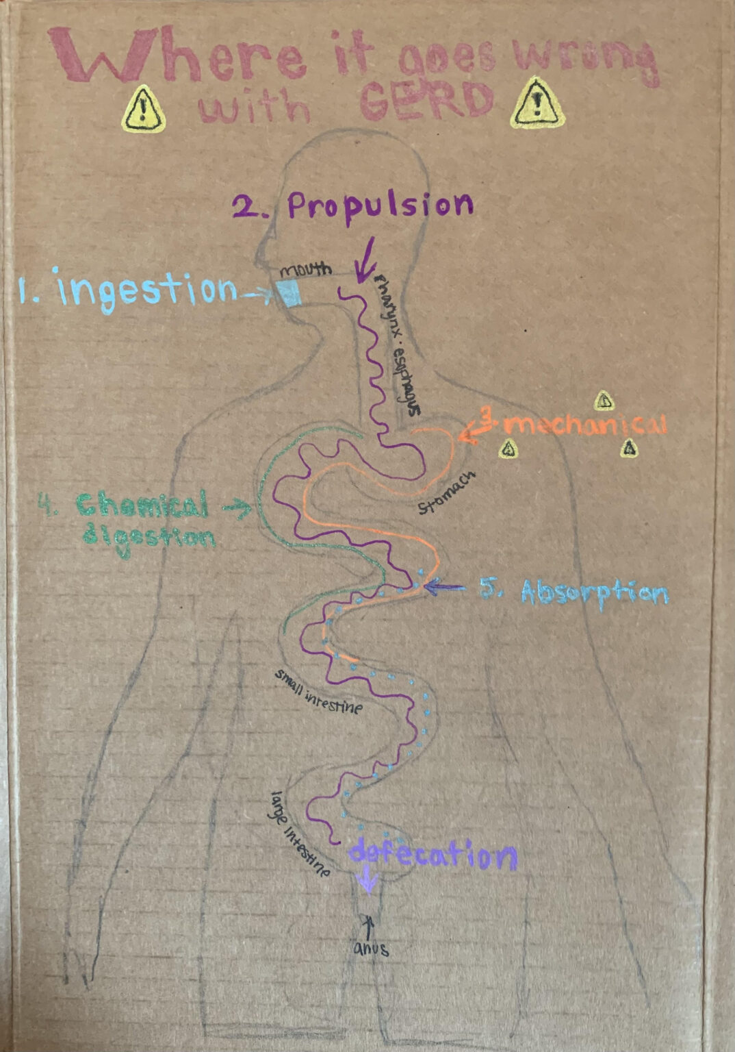 the-four-functions-and-six-steps-of-the-digestive-system-human-steam