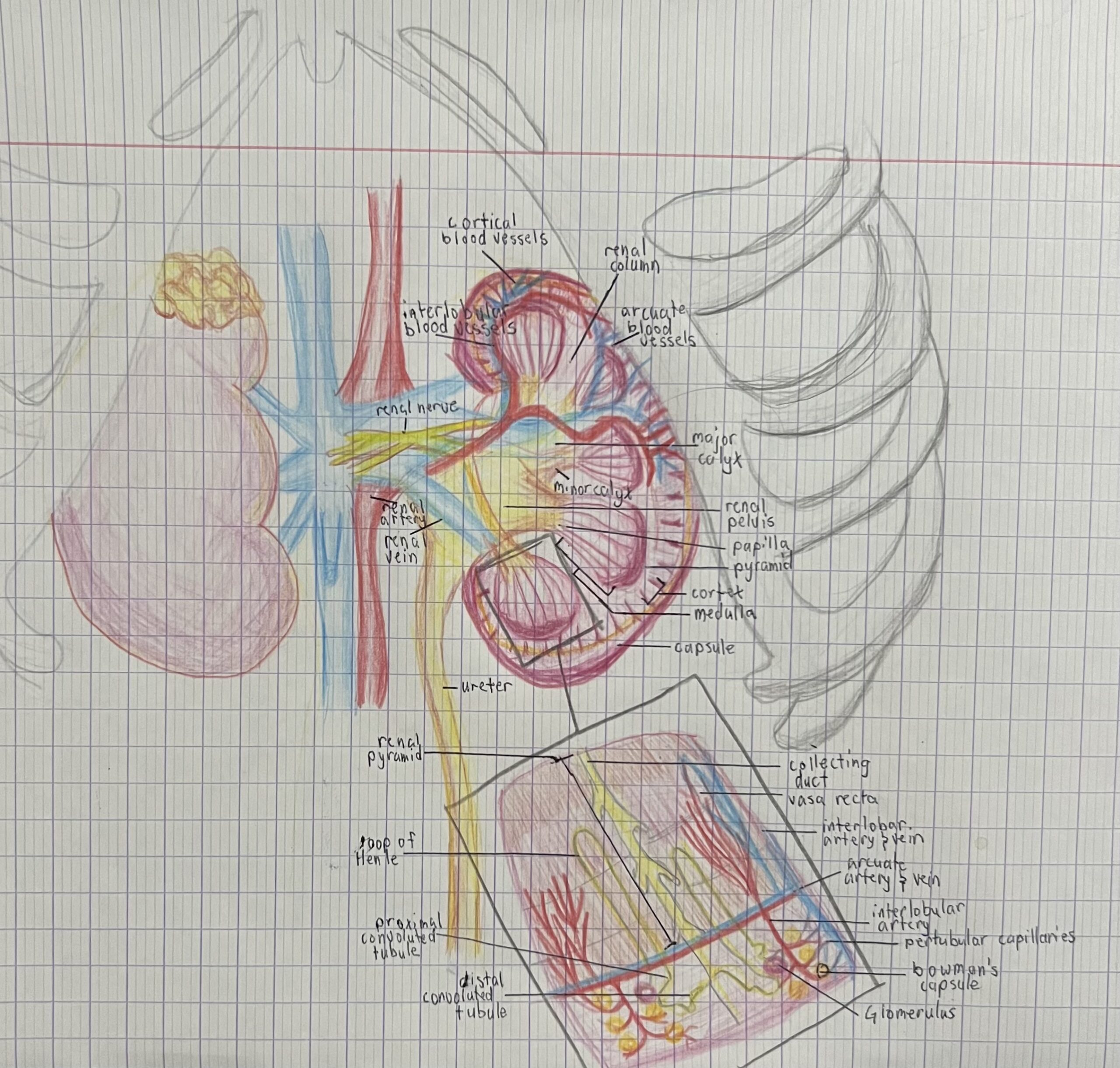 Cross-Section Kidney Anatomy