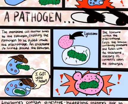 A Comic Strip on Macrophages!
