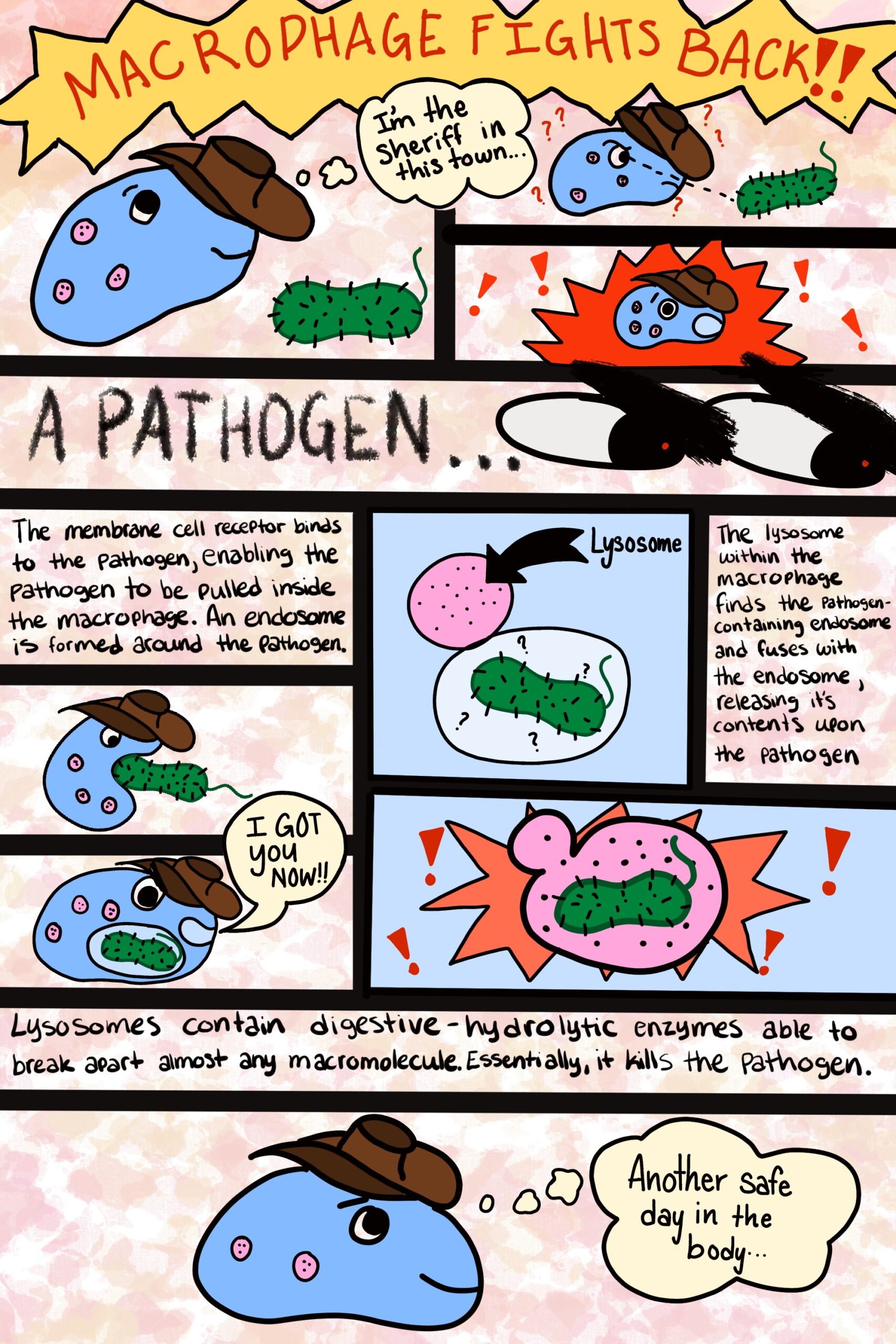 A Comic Strip on Macrophages!
