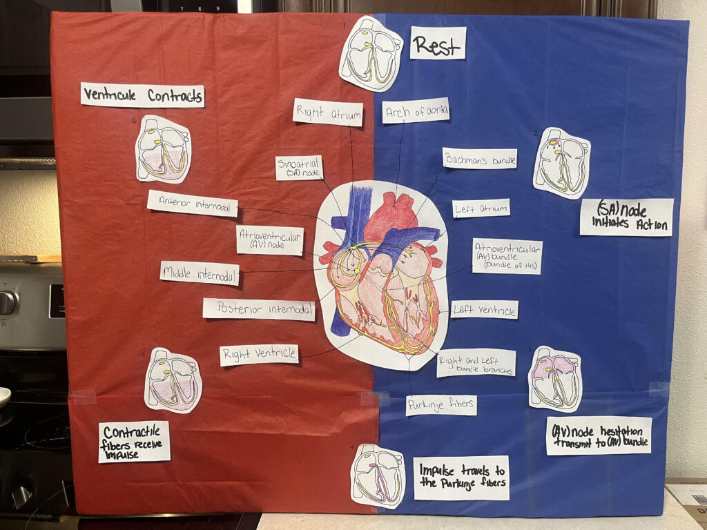 Demonstration of how the heart transmits an electrical impulse and turns it into a physical contraction. 